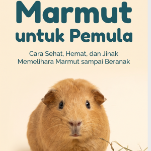 Panduan Lengkap Merawat Marmut